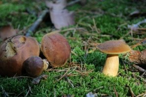 Gelber pilz mit schwamm