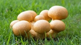 Beringter Flmmling - Gymnopilus junonius