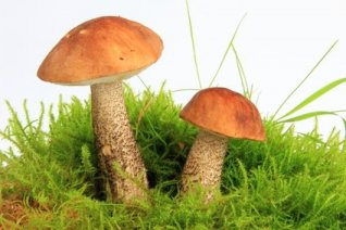 Birkenpilz - Leccinum scabrum