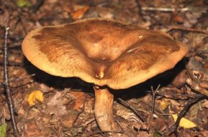 Falscher Pfifferling - Hygrophoropsis aurantiaca