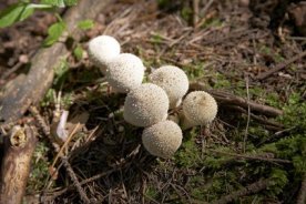 Flaschen-Stubling - Lycoperdon perlatum