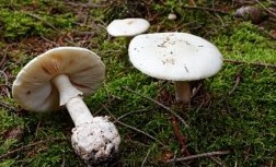 Frhlings-Knollenbltterpilz - Amanita verna