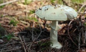 Grner Knollenbltterpilz - Amanita phalloides