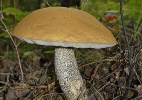 Hainbuchen-Rhrling - Leccinum pseudoscabrum