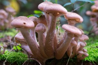 Hallimasch - Armillaria mellea