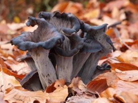 Herbsttrompete - Craterellus cornucopioides