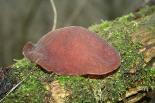 Judasohr - Auricularia auricula-judae