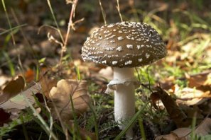 Pantherpilz - Amanita pantherina