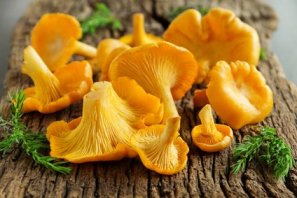 Pfifferling - Cantharellus cibarius