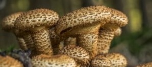 Sparriger Schppling - Pholiota squarrosa