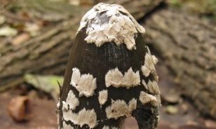 Specht-Tintling - Coprinus picaceus