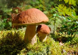 Steinpilz - Boletus edulis