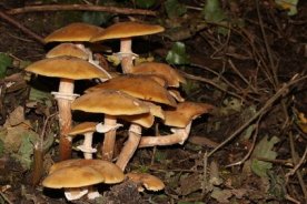 Stockschwmmchen - Kuehneromyces mutabilis