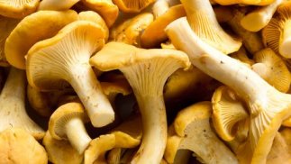 Trompetenpfifferling Cantharellus infundibuliformis