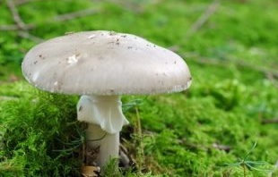 Weier Knollenbltterpilz - Amanita virosa