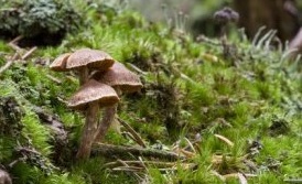 Ziegelroter Risspilz - Inocybe erubescens